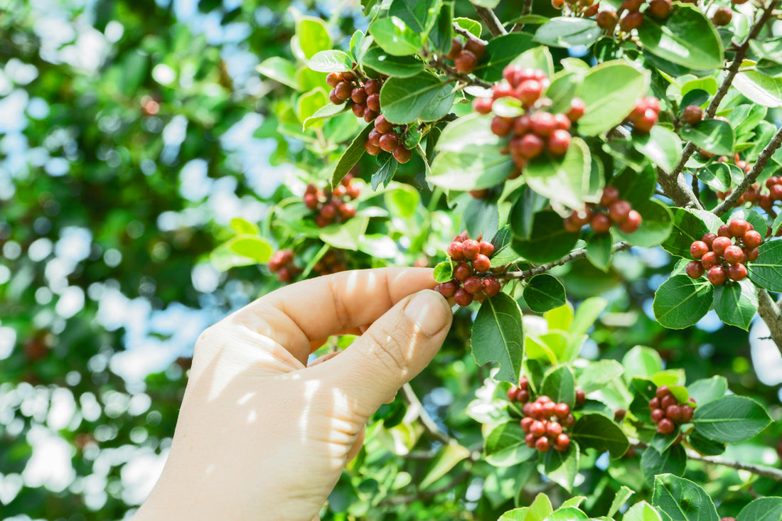 Coffee Combat's Parkinson's Disease.